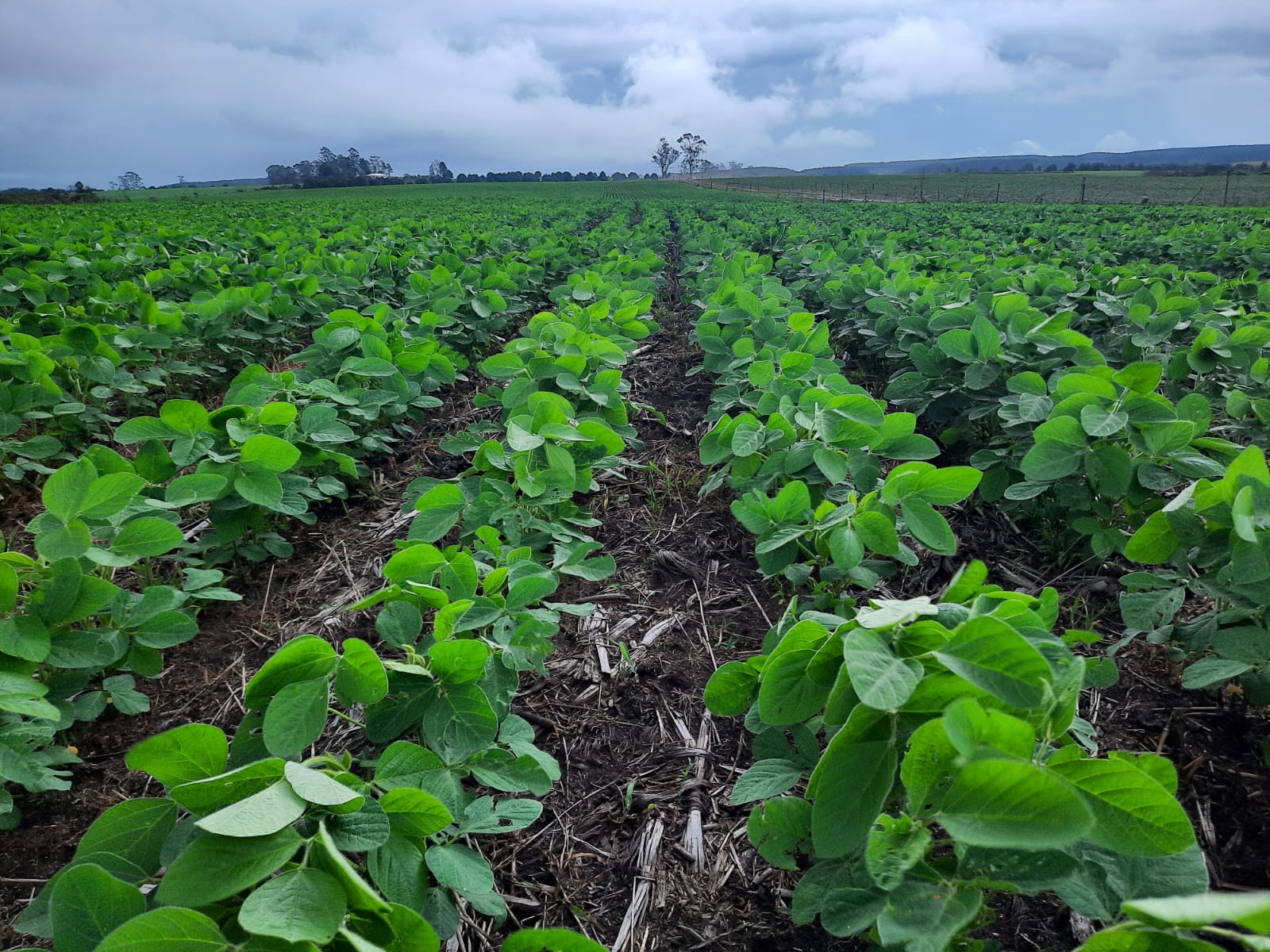 Imagem_do_WhatsApp_de_2024-06-17_as_10.49.27_7d77487e Imagem_do_WhatsApp_de_2024-06-17_as_10.49.27_7d77487e